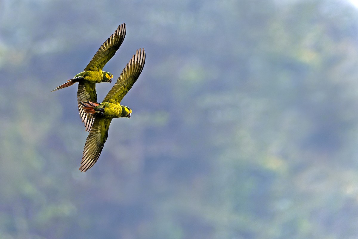 Yellow-eared Parrot - ML616548495