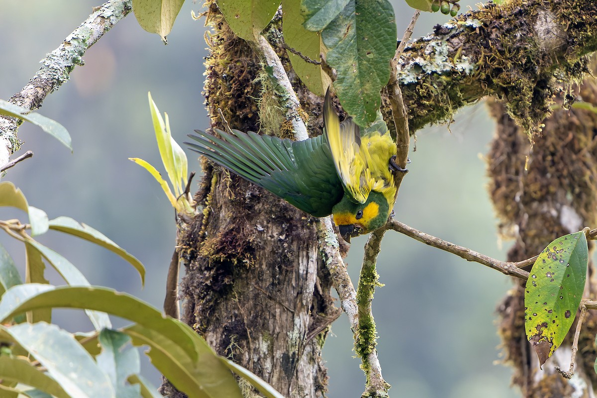 Aratinga Orejigualda - ML616548496