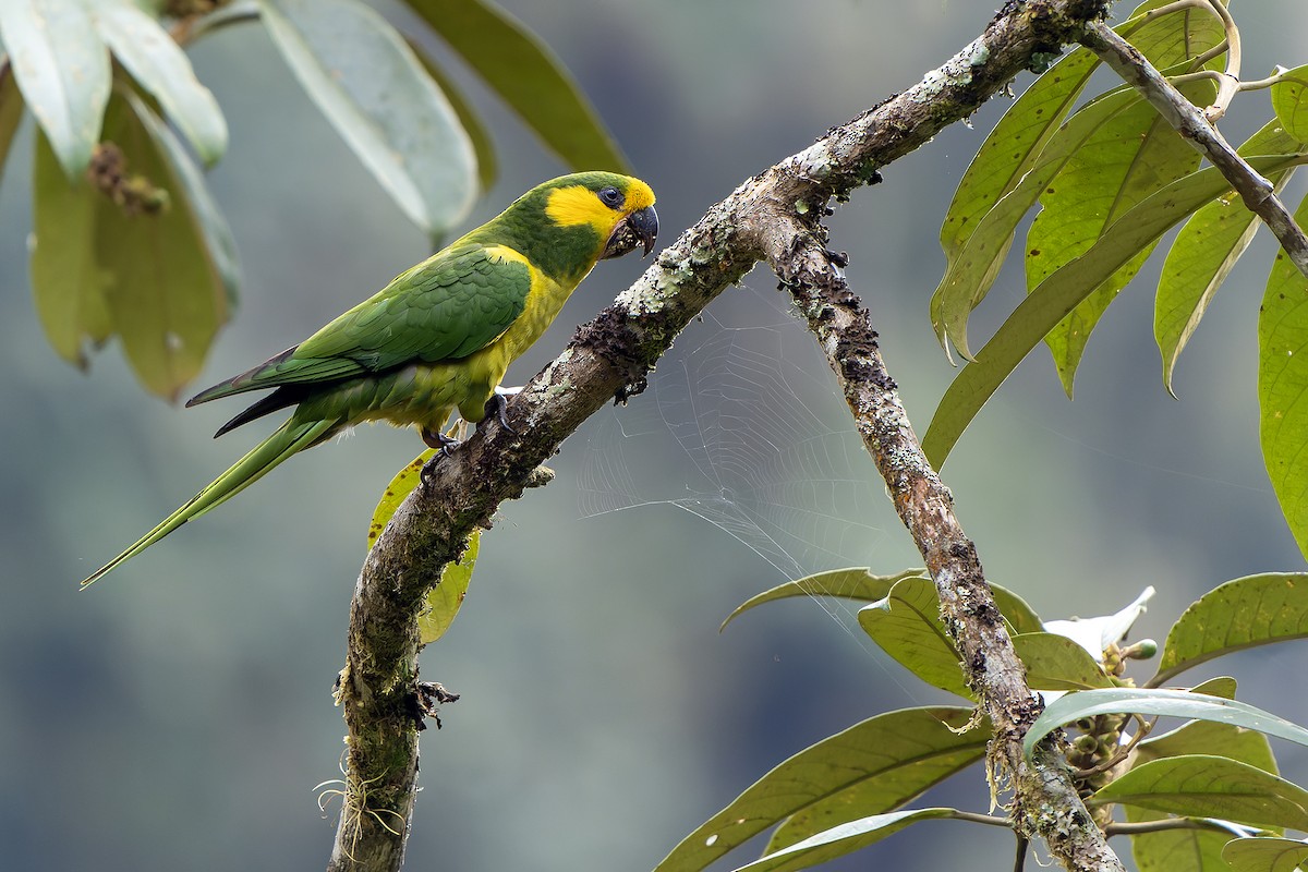 Yellow-eared Parrot - ML616548498