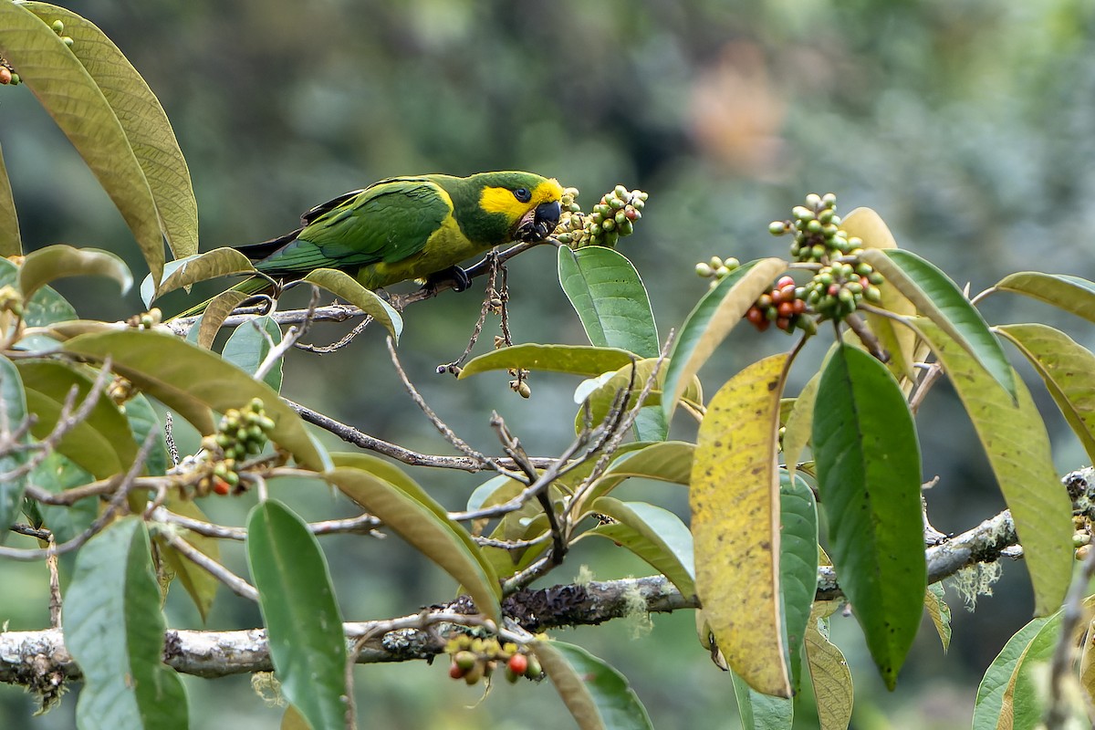 Yellow-eared Parrot - Daniel López-Velasco | Ornis Birding Expeditions