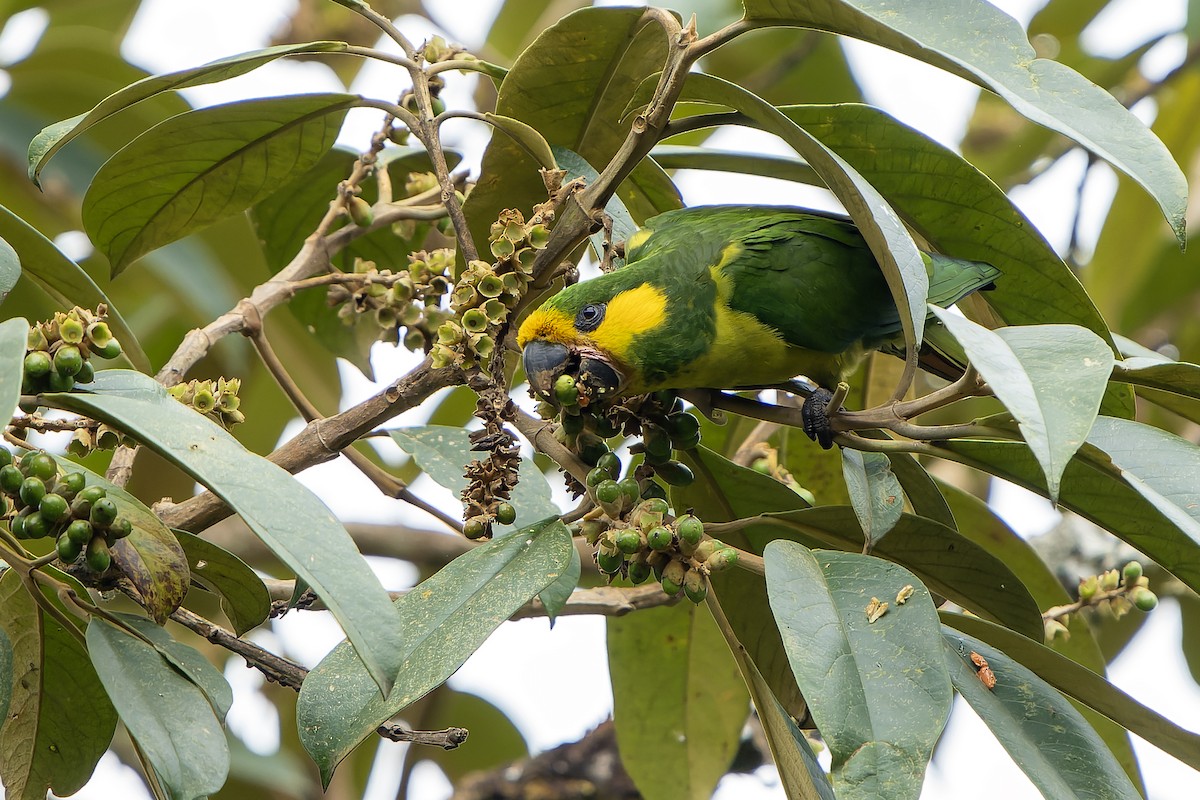 Yellow-eared Parrot - Daniel López-Velasco | Ornis Birding Expeditions