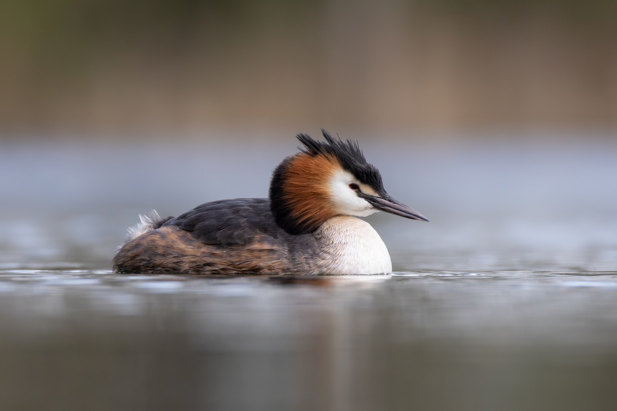 Great Crested Grebe - Joe Downing