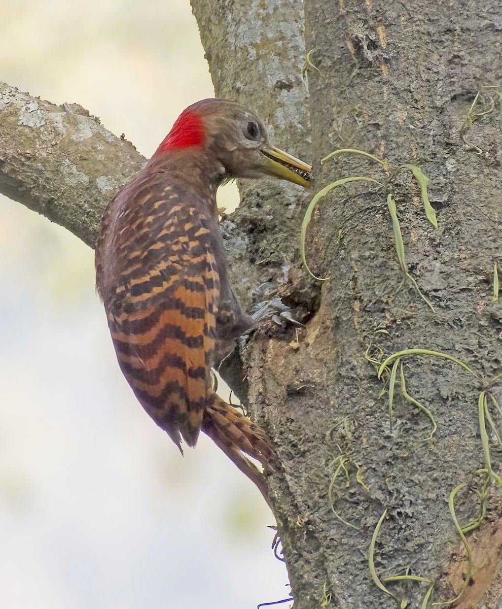 Bay Woodpecker - ML616548549