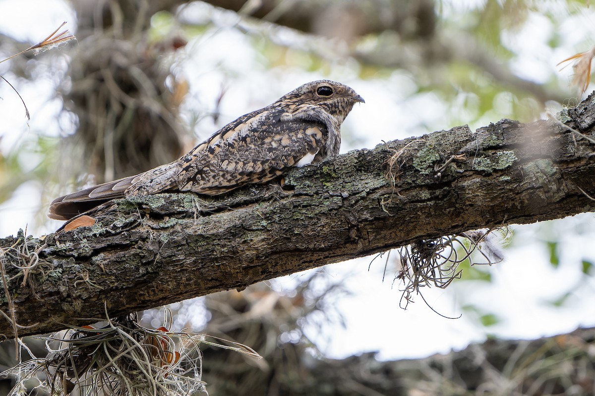 Common Nighthawk - ML616548561