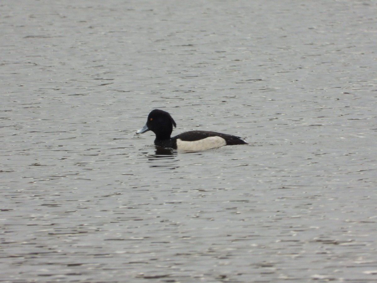 Tufted Duck - ML616548568