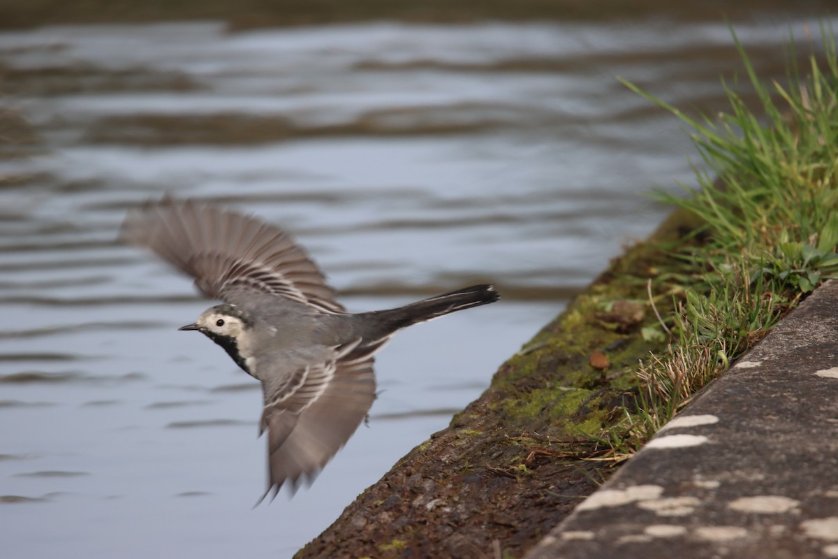 White Wagtail - ML616548588