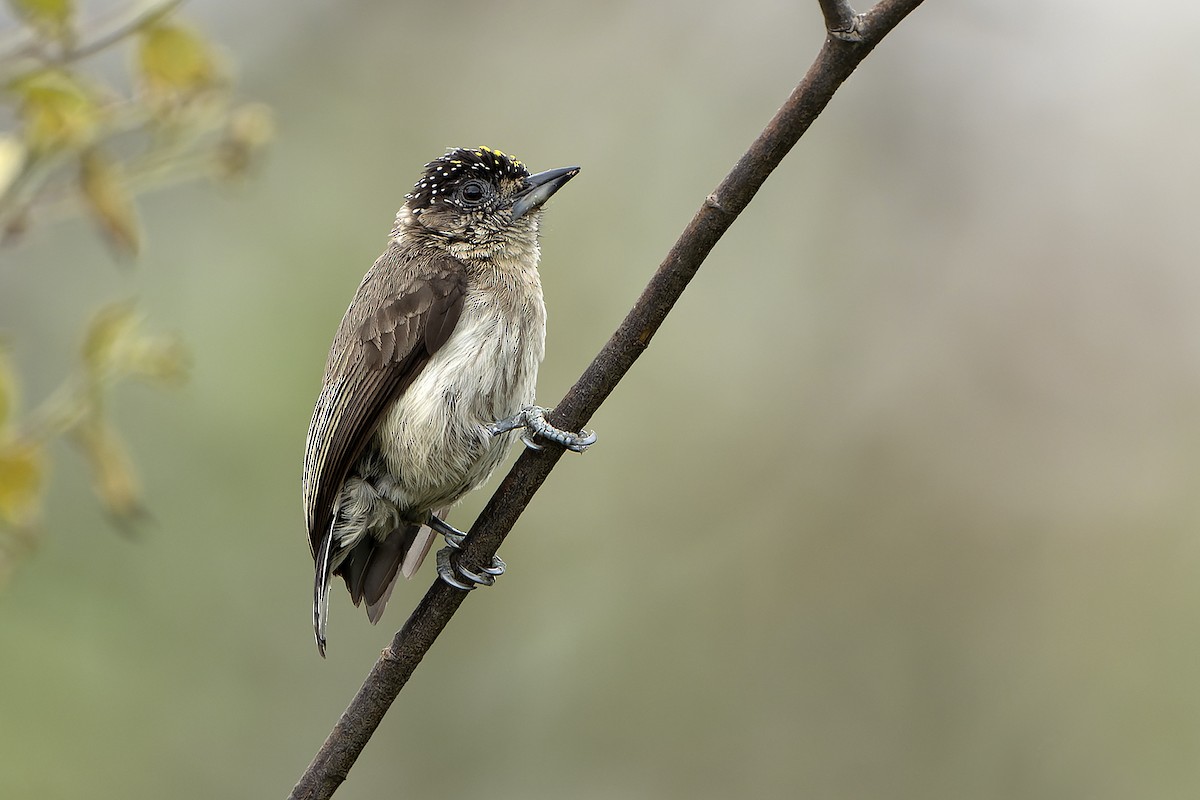Grayish Piculet - Daniel López-Velasco | Ornis Birding Expeditions