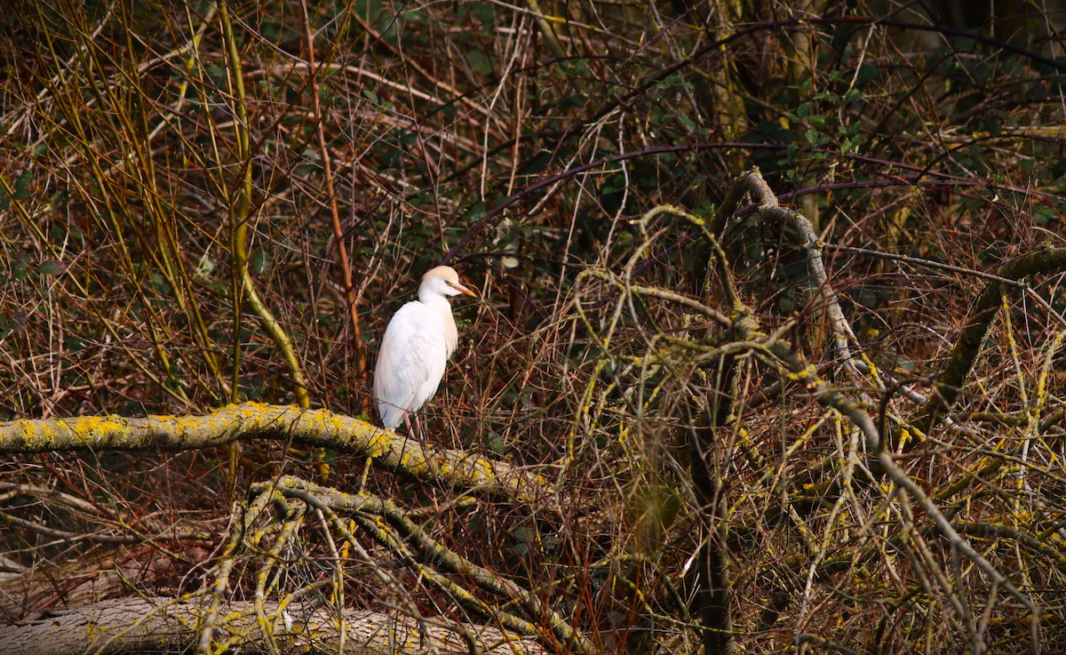 Western Cattle Egret - ML616548607