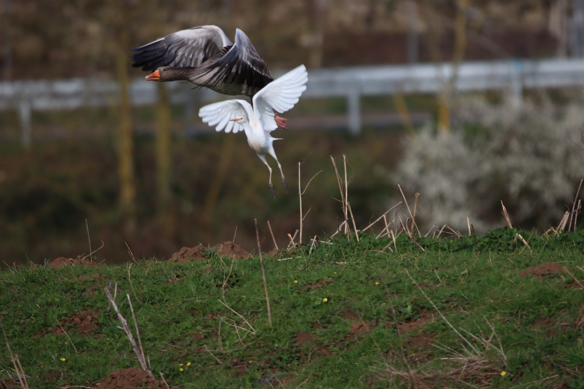 Western Cattle Egret - ML616548613