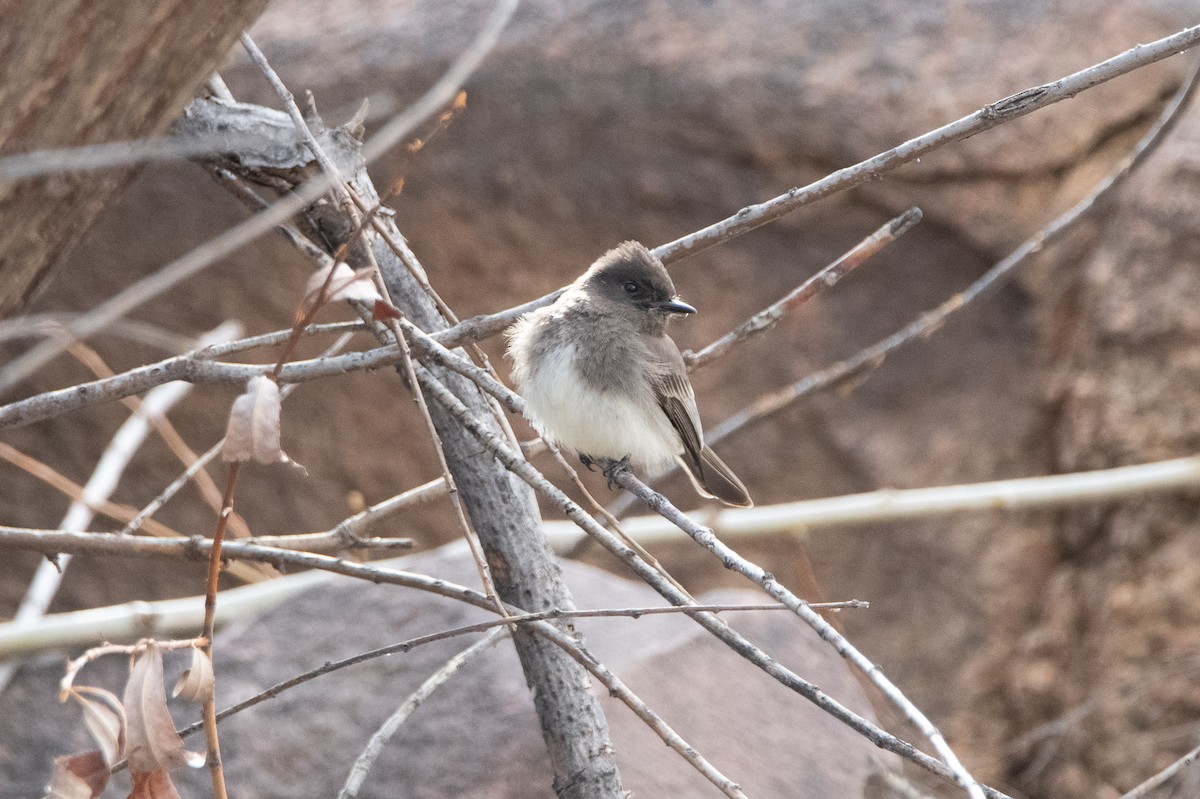 Black Phoebe - David Wade