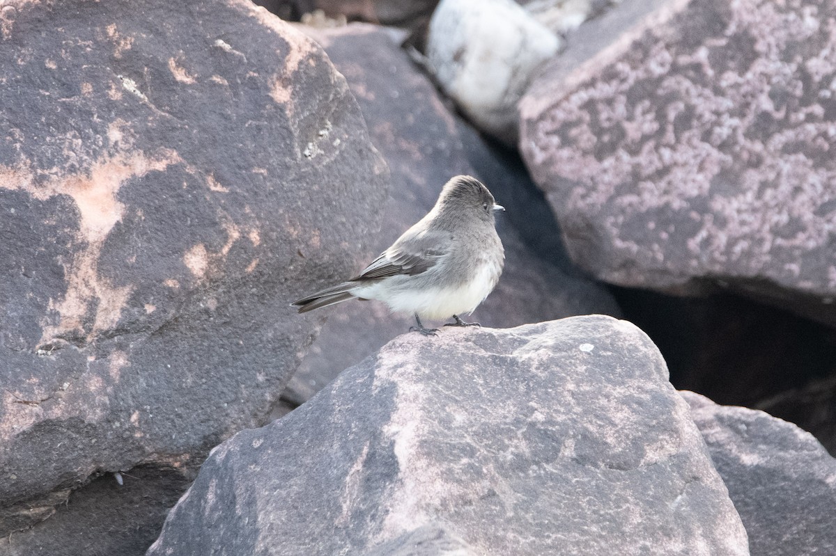 Black Phoebe - David Wade