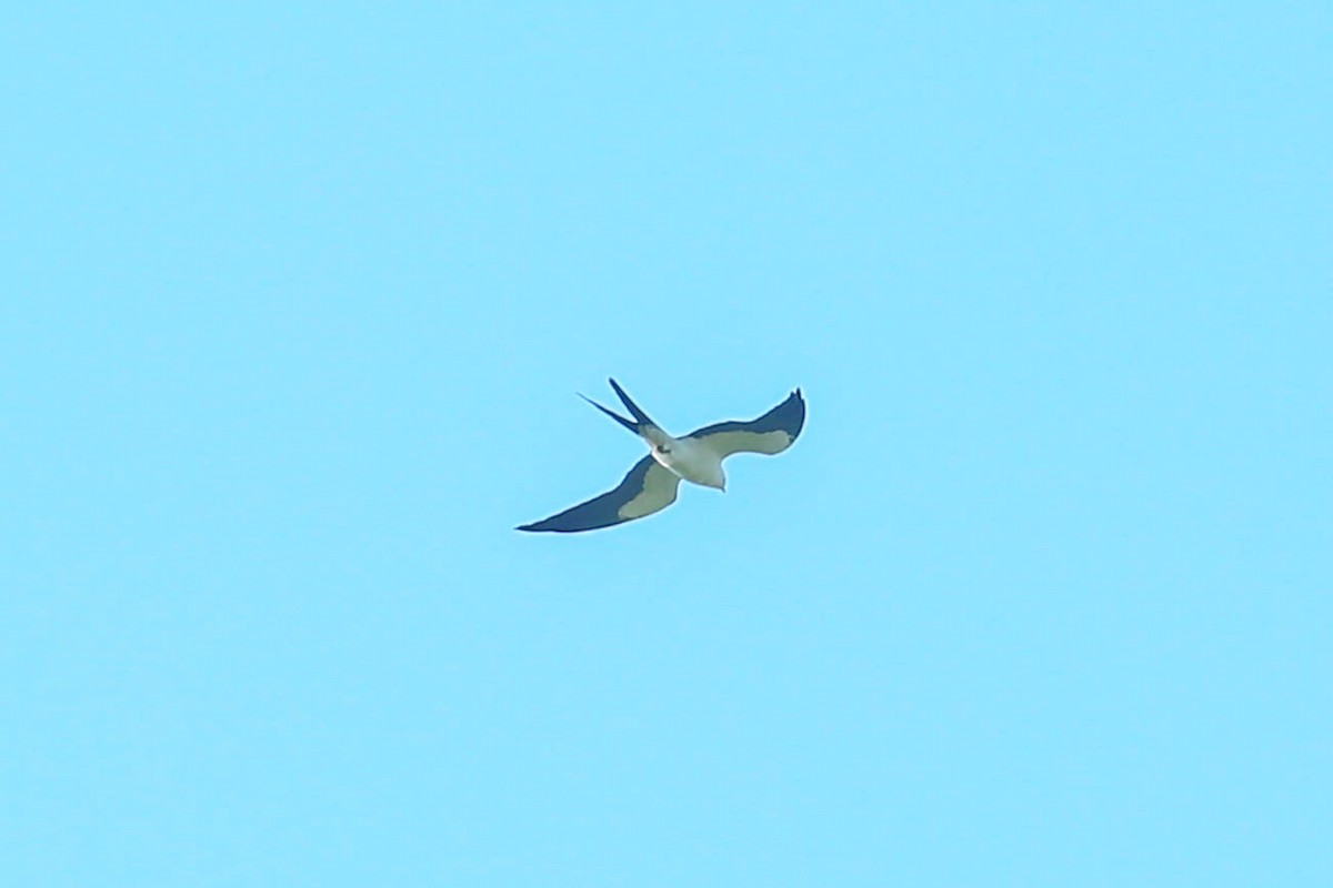 Swallow-tailed Kite - ML616548674