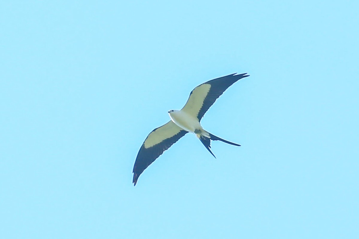 Swallow-tailed Kite - ML616548681