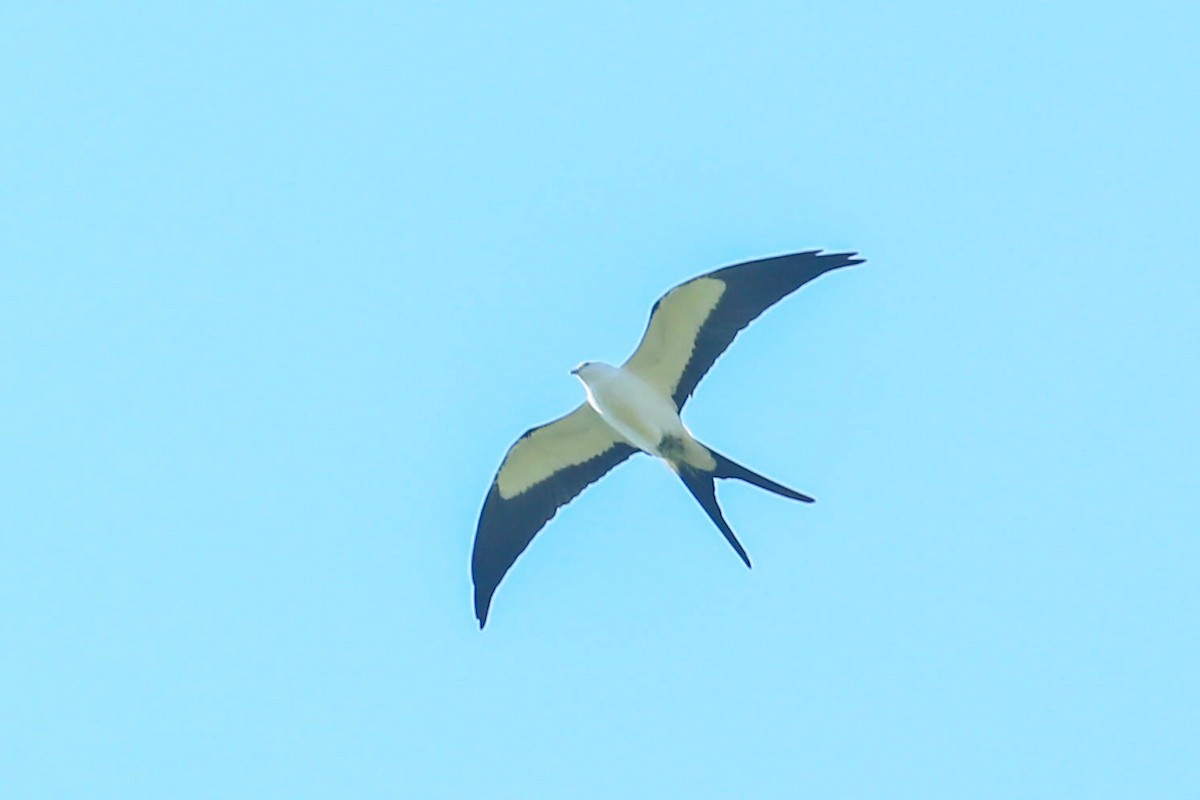 Swallow-tailed Kite - ML616548682