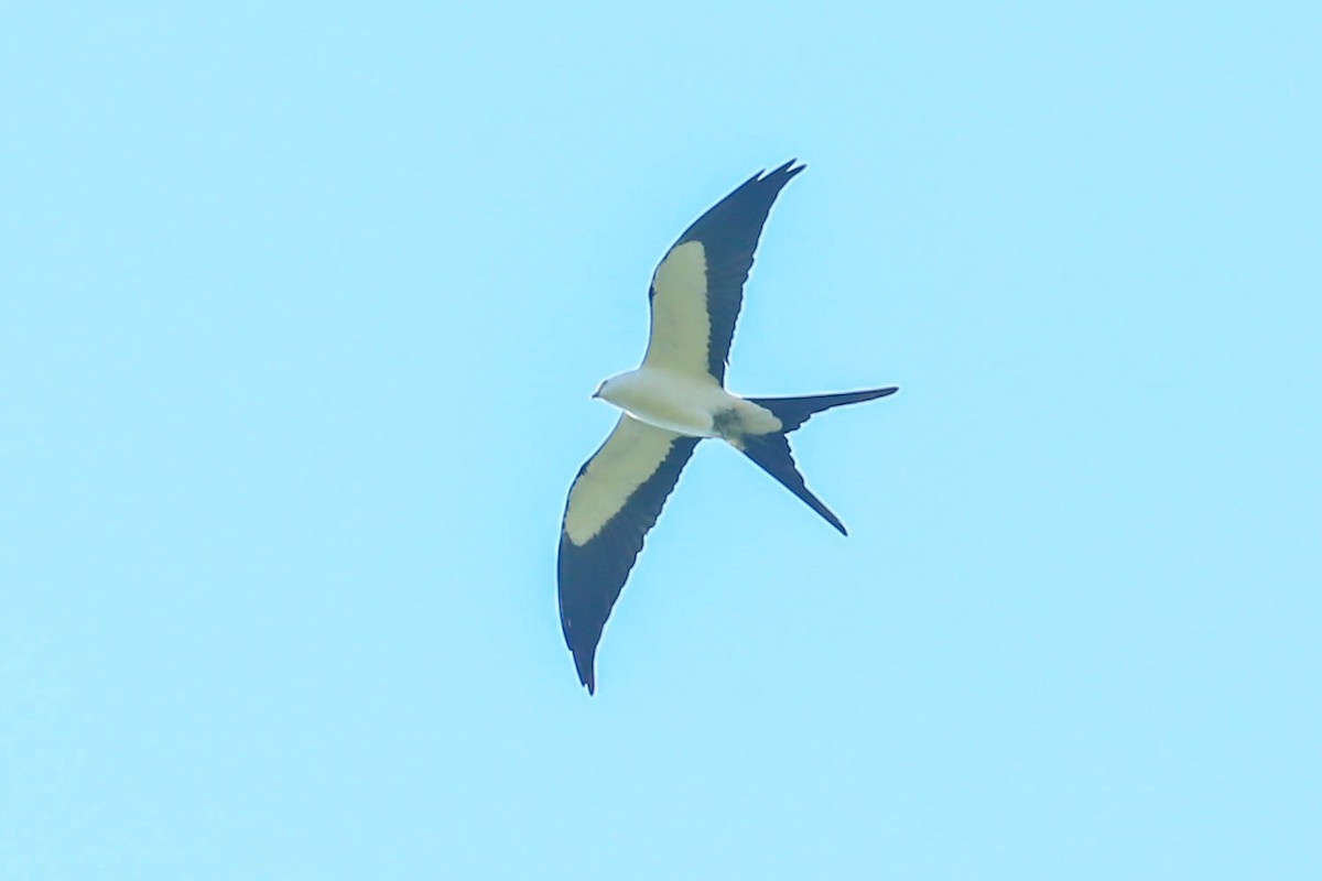 Swallow-tailed Kite - ML616548683