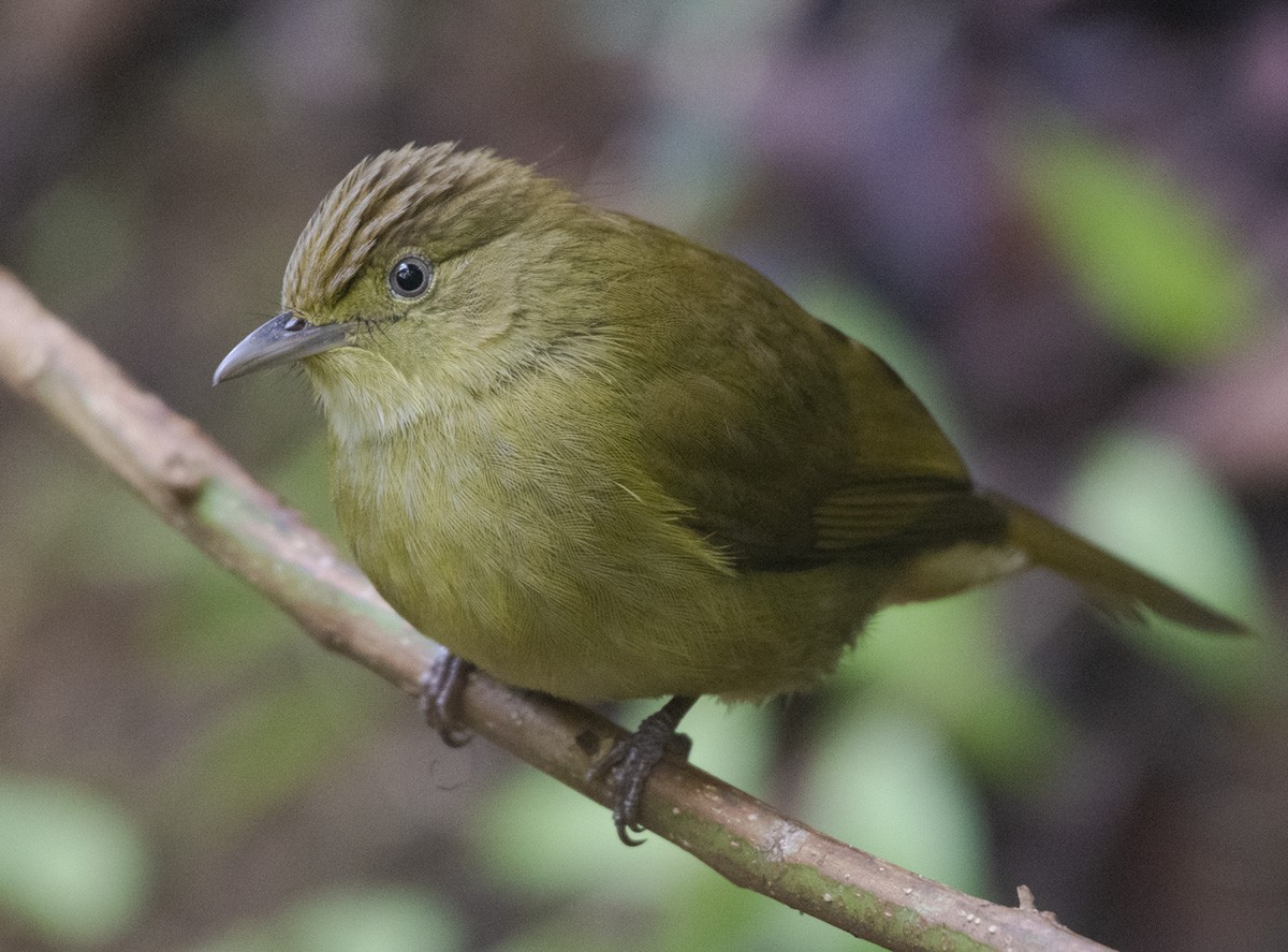 Bulbul de Cachar - ML616548685