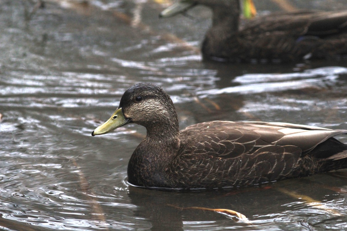 Canard noir - ML616548692