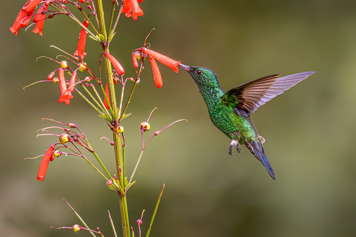 Steely-vented Hummingbird - ML616548695