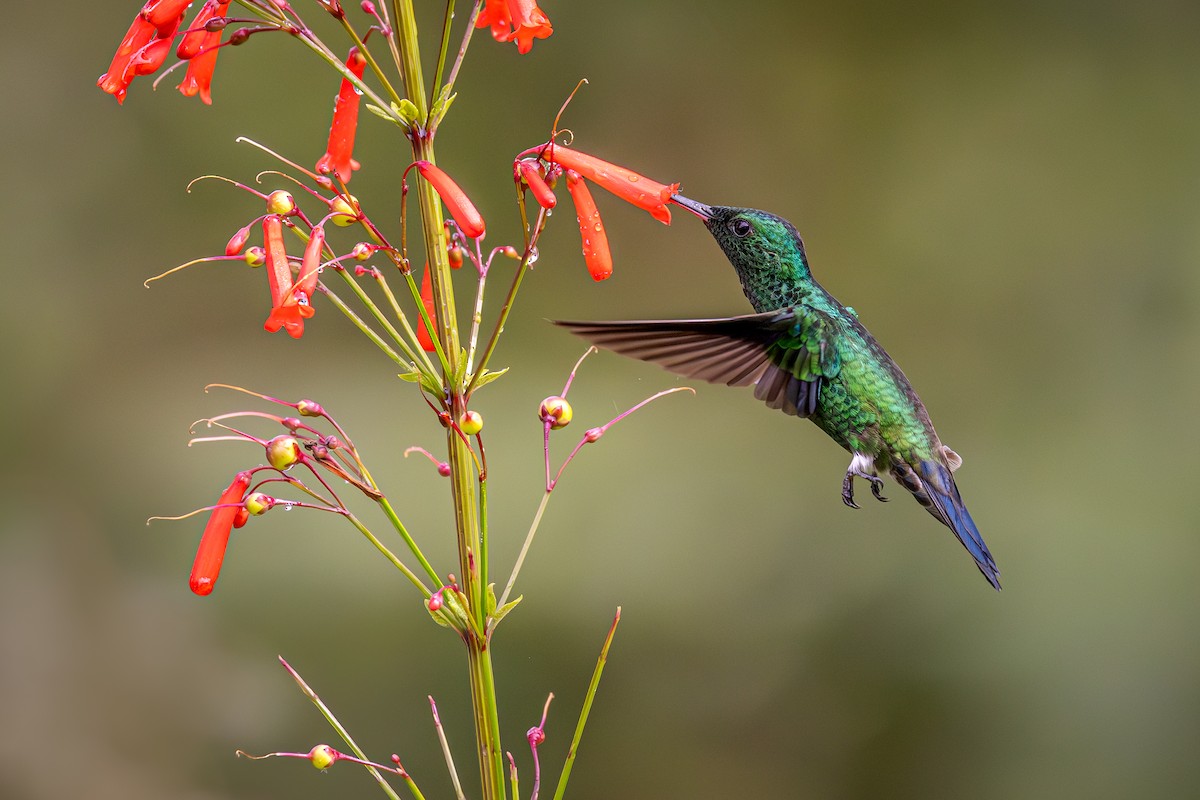 Steely-vented Hummingbird - ML616548696