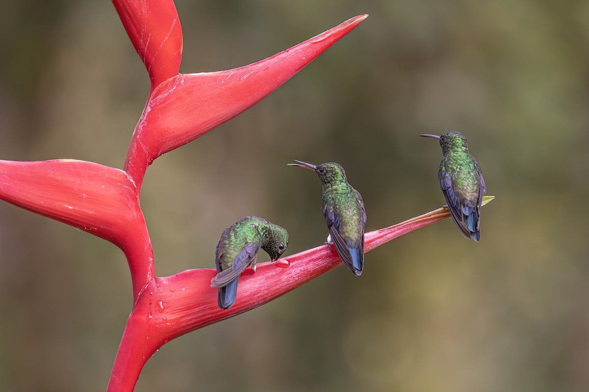 Steely-vented Hummingbird - ML616548697