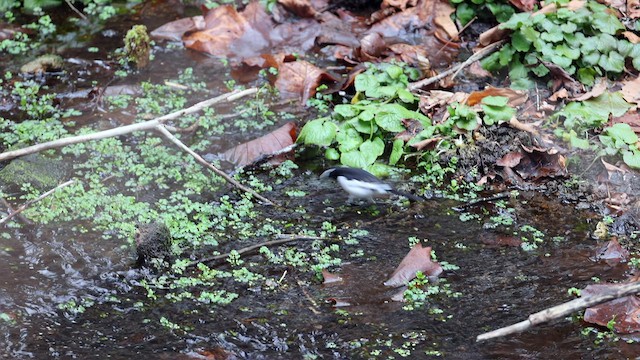 Japanese Wagtail - ML616548699