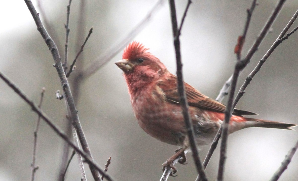 Purple Finch - ML616548700