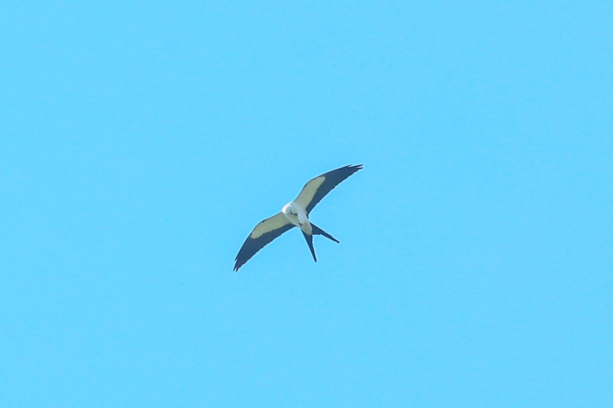 Swallow-tailed Kite - ML616548709