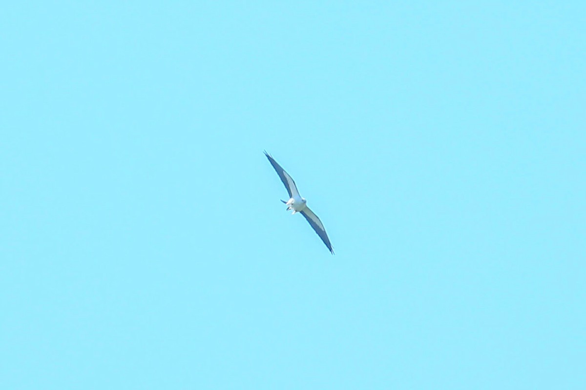Swallow-tailed Kite - ML616548710
