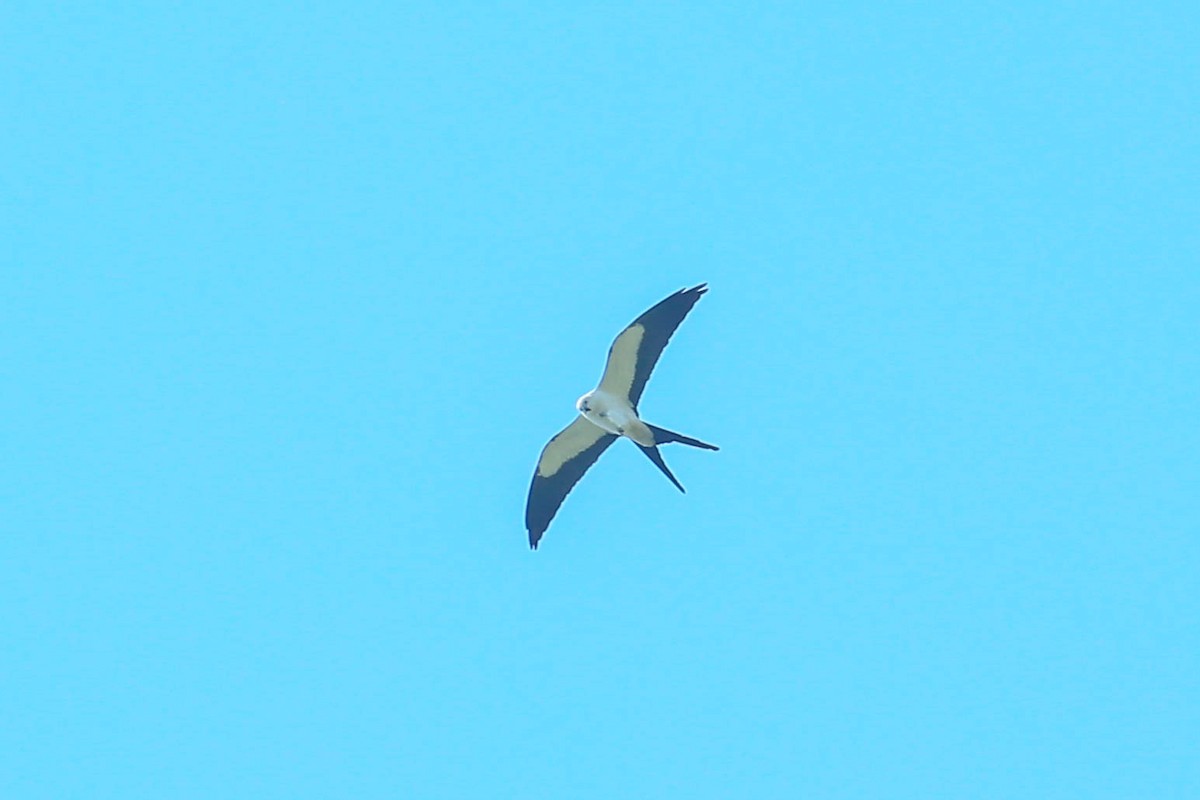 Swallow-tailed Kite - ML616548711