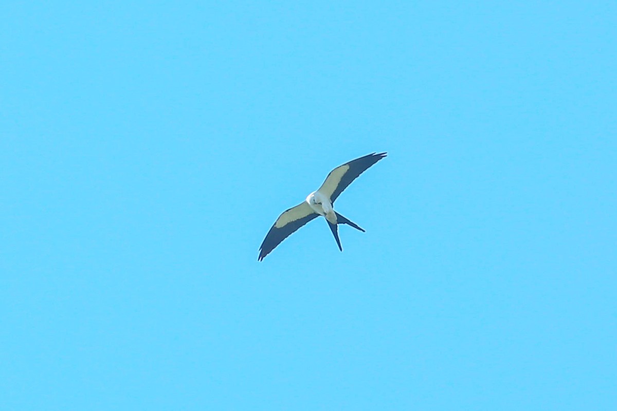 Swallow-tailed Kite - ML616548712