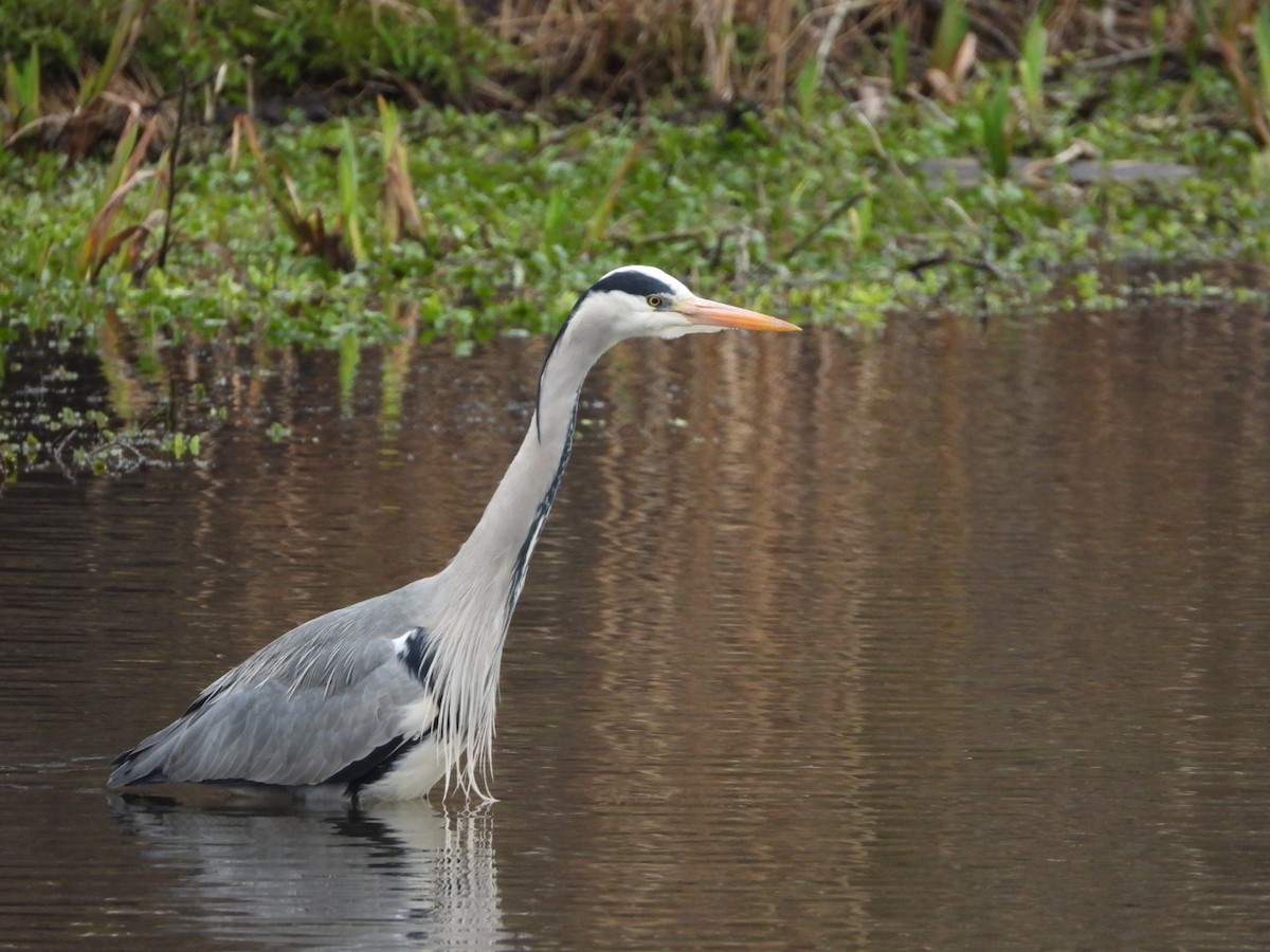 Gray Heron - ML616548719