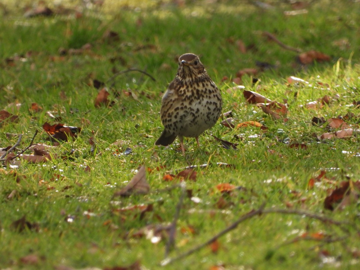 Song Thrush - Julie Gorka