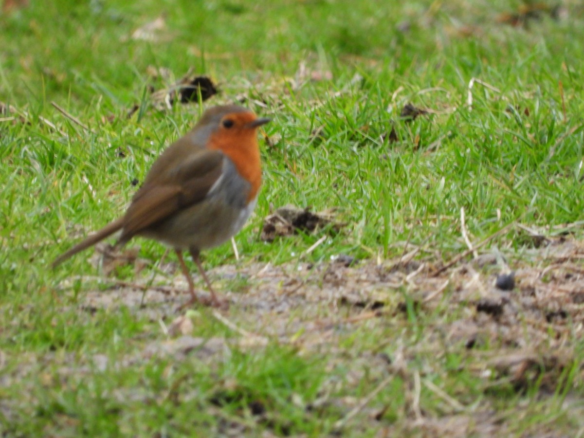 European Robin - ML616548761