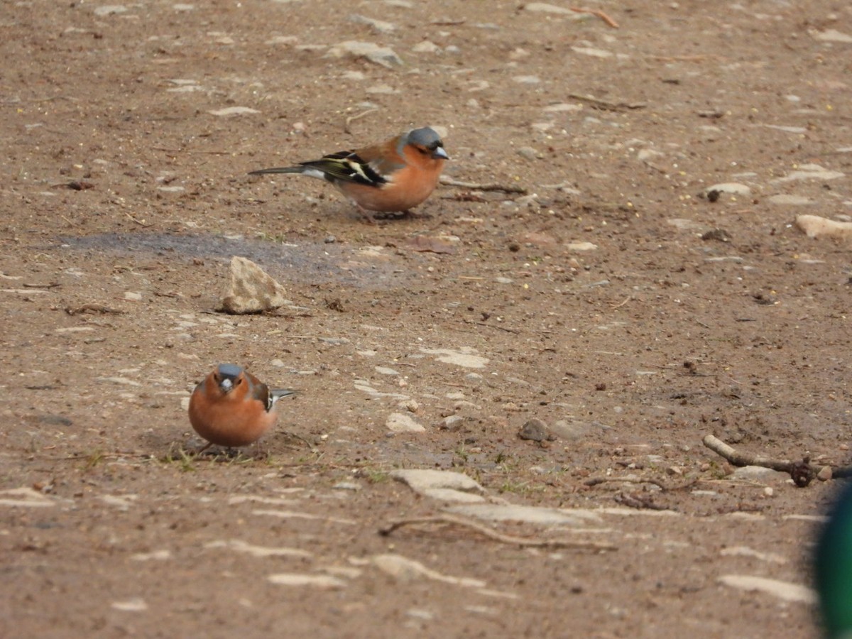 Common Chaffinch - Julie Gorka