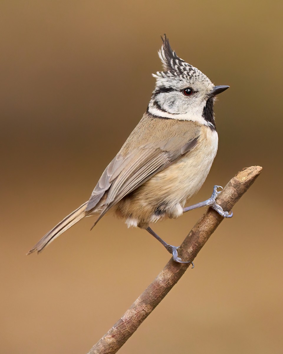 Crested Tit - ML616548793