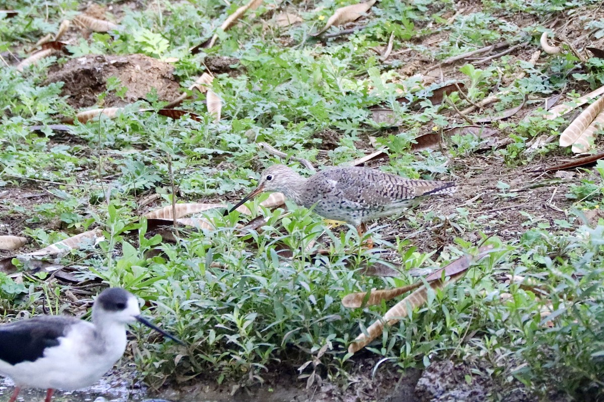 Spotted Redshank - ML616548846