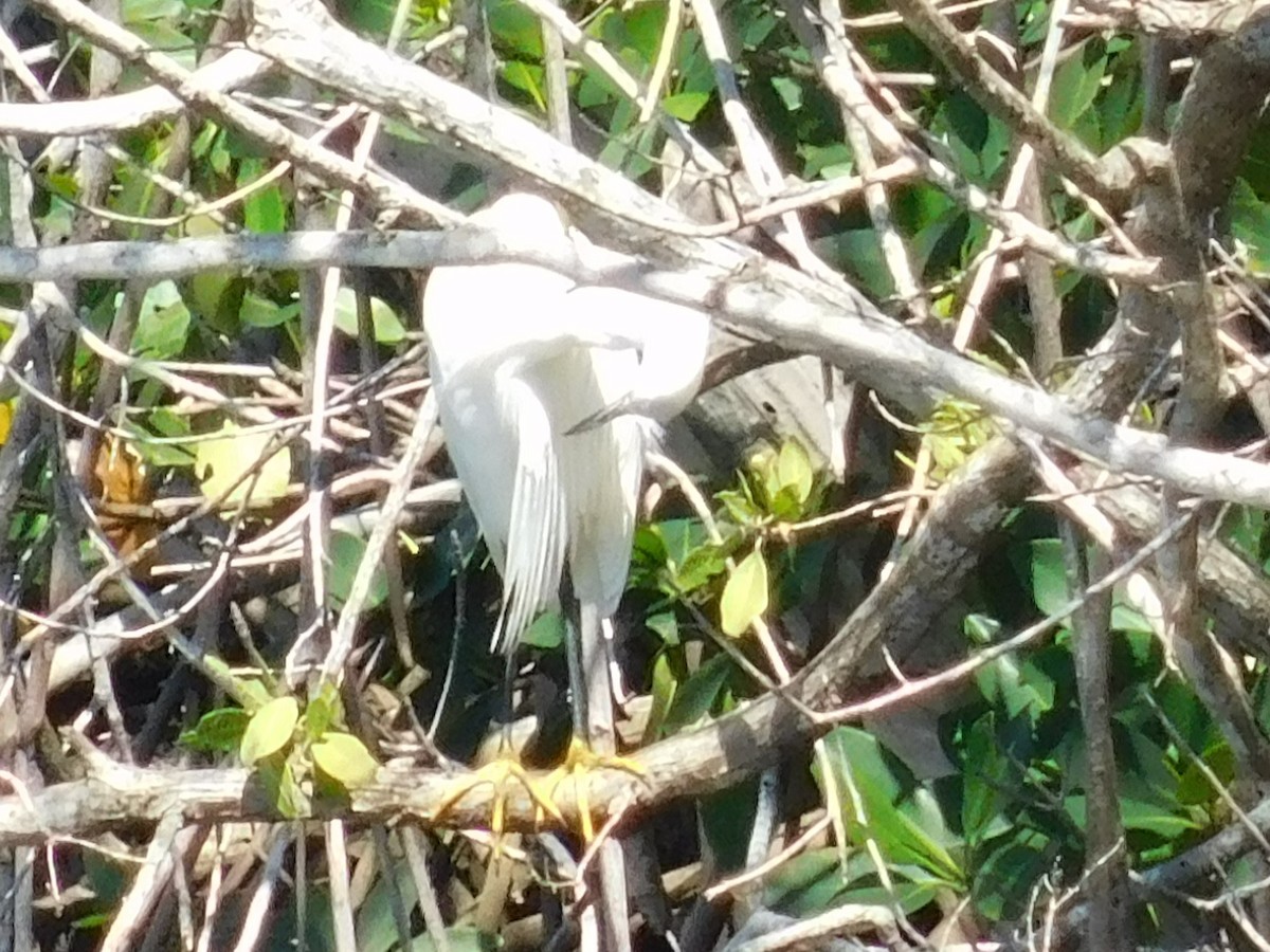 Snowy Egret - ML616548850