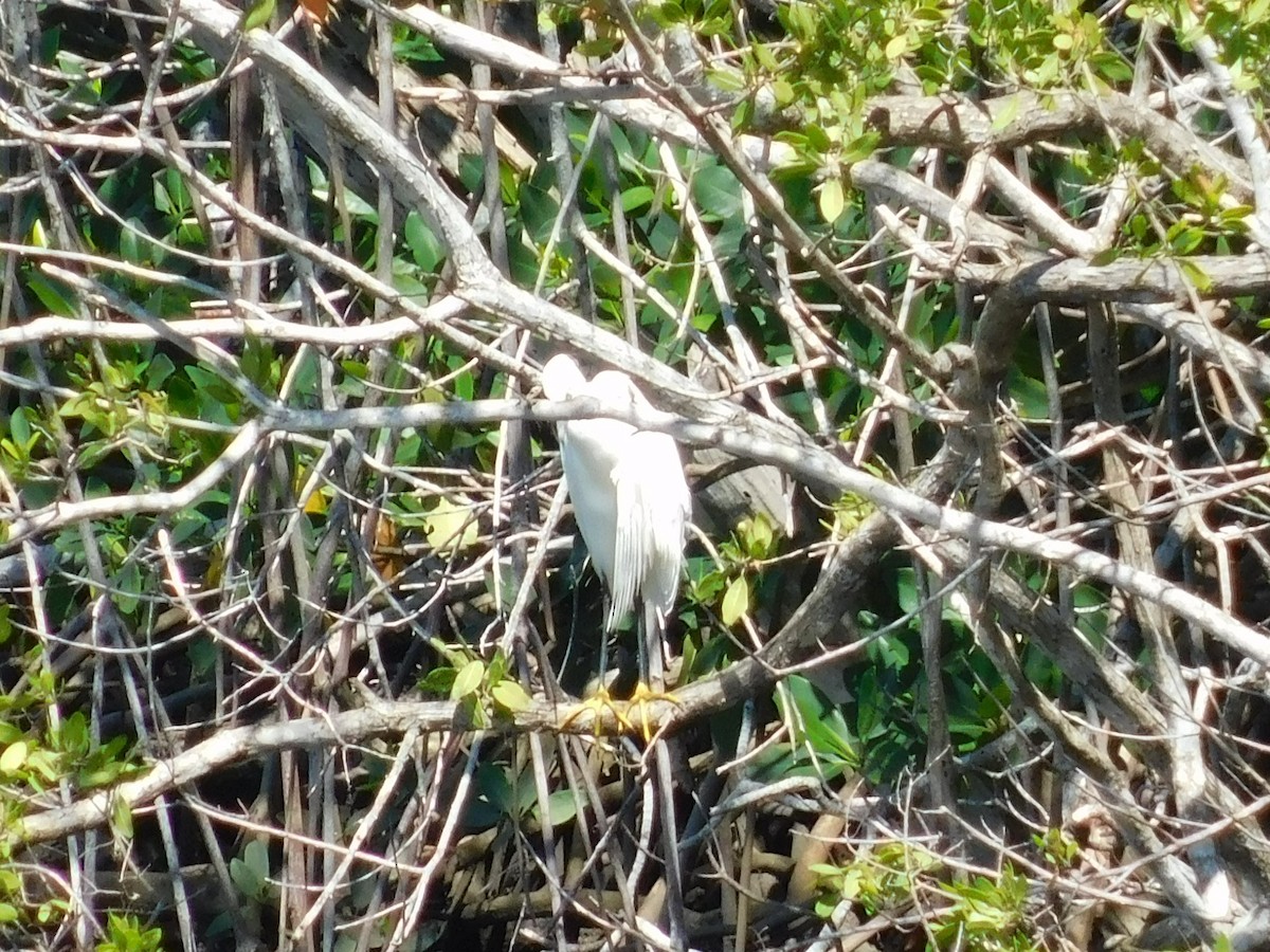 Snowy Egret - ML616548851