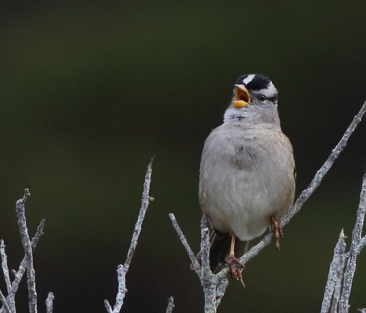 White-crowned Sparrow - ML616548854