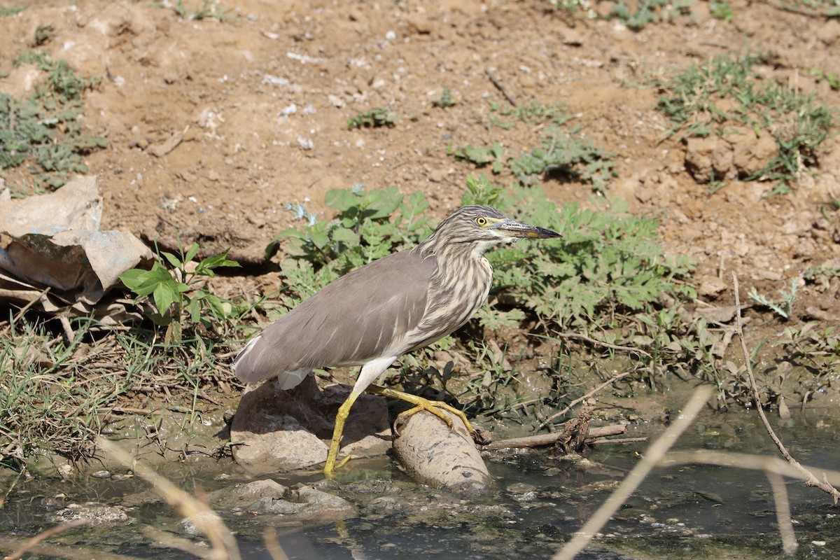 Indian Pond-Heron - ML616548865