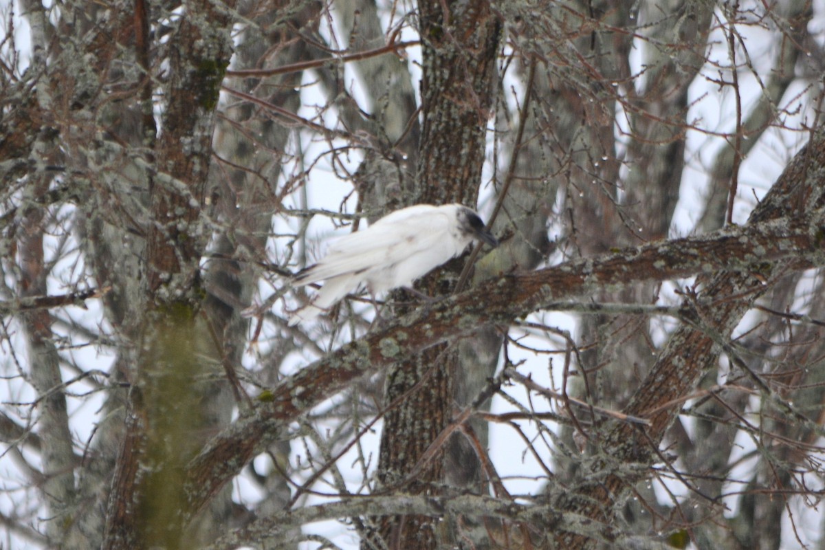 American Crow - Steve Mierzykowski