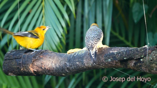 Spot-breasted Oriole - ML616549016