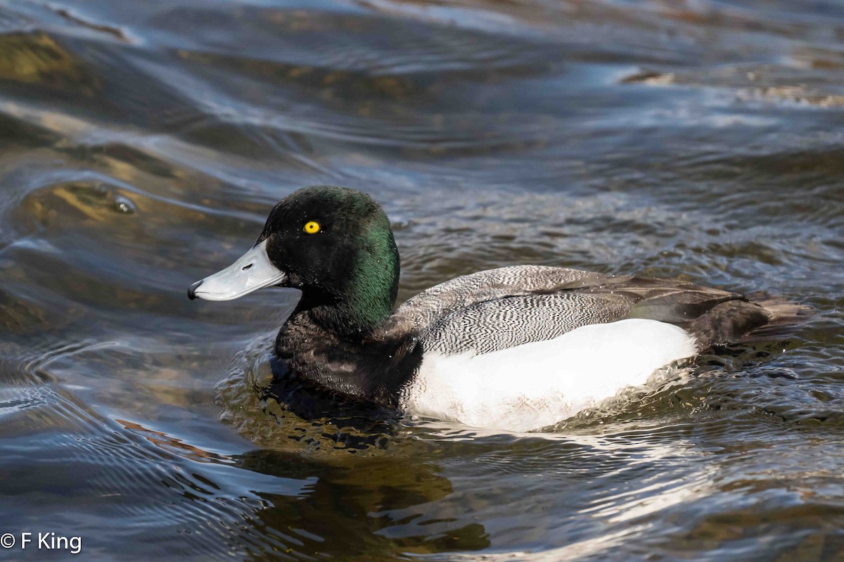 Greater Scaup - ML616549022