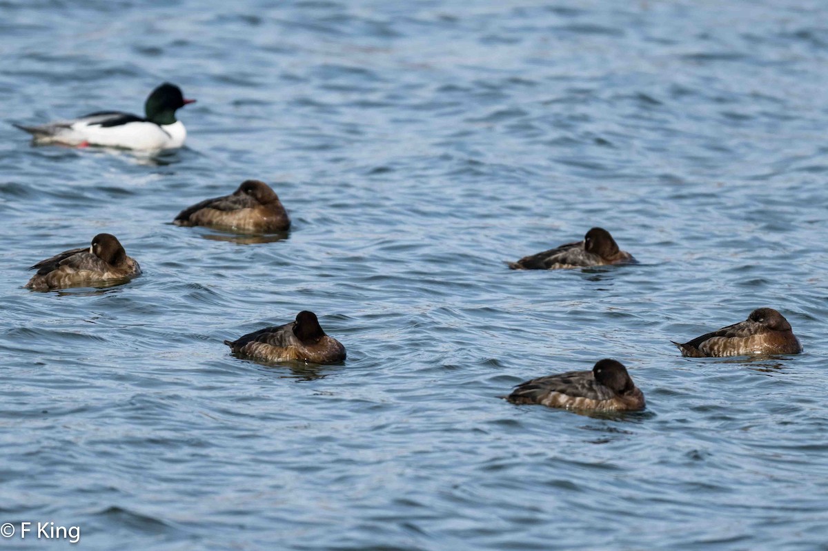 Greater Scaup - ML616549023