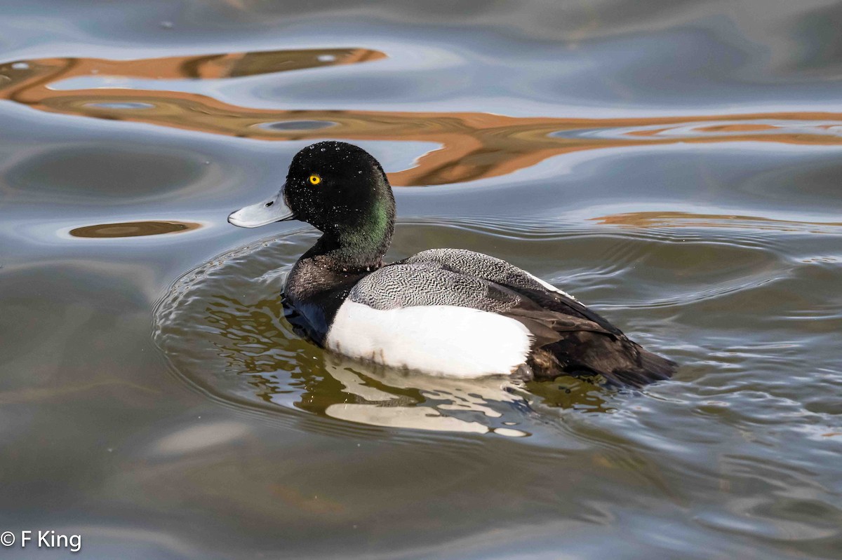 Greater Scaup - ML616549024