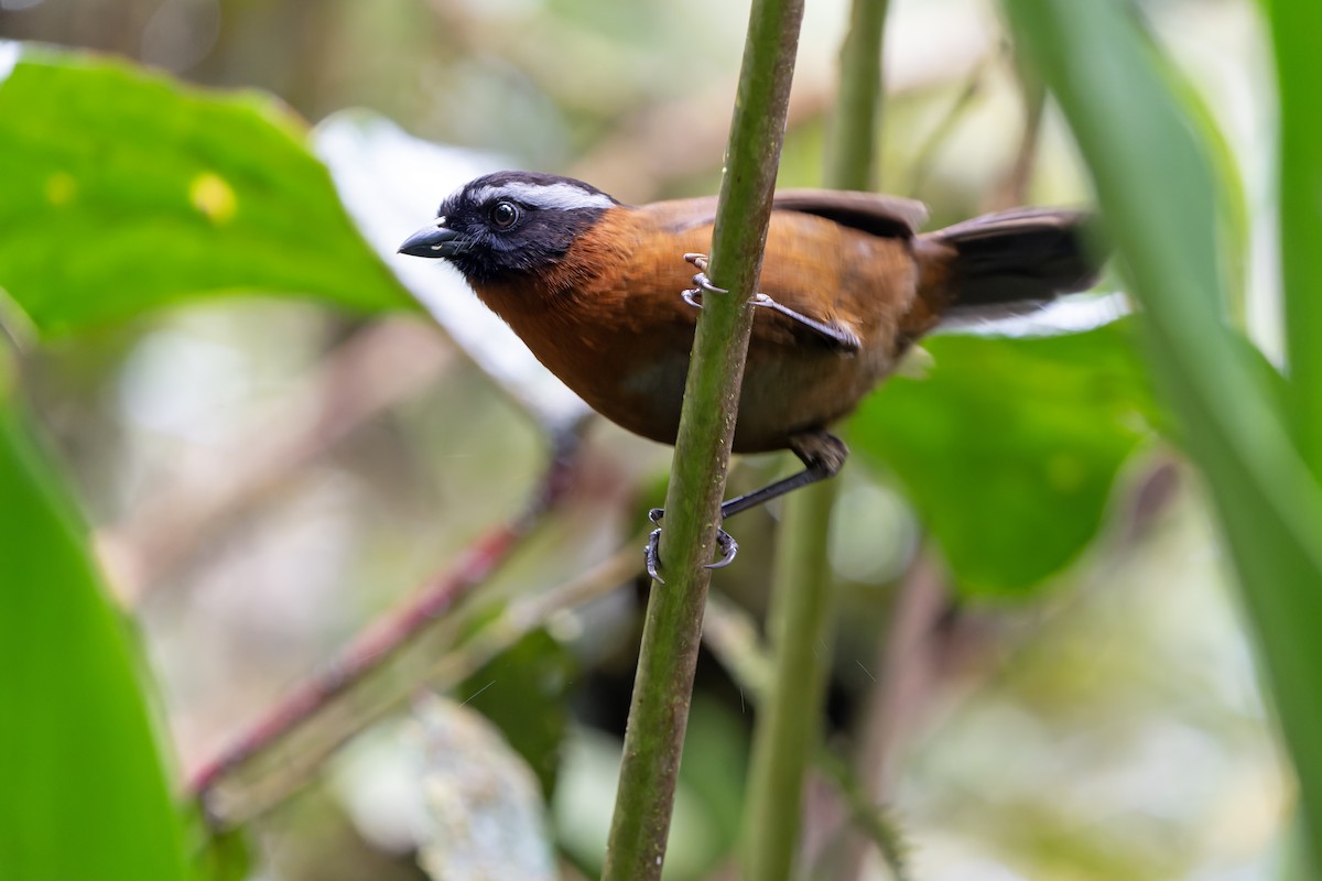 Tanager Finch - Daniel López-Velasco | Ornis Birding Expeditions