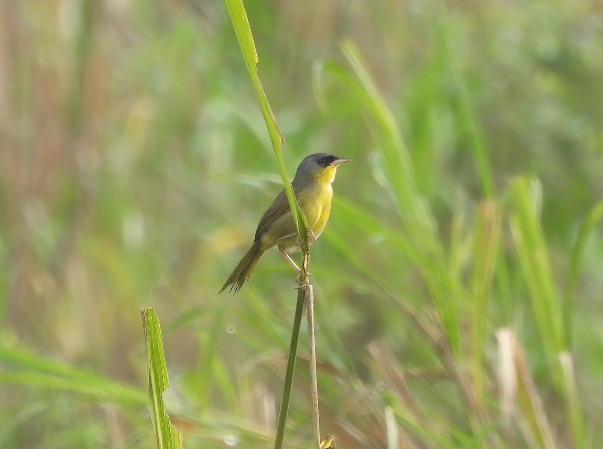 Gray-crowned Yellowthroat - ML616549065