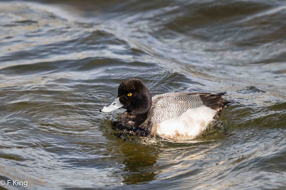 Lesser Scaup - ML616549066