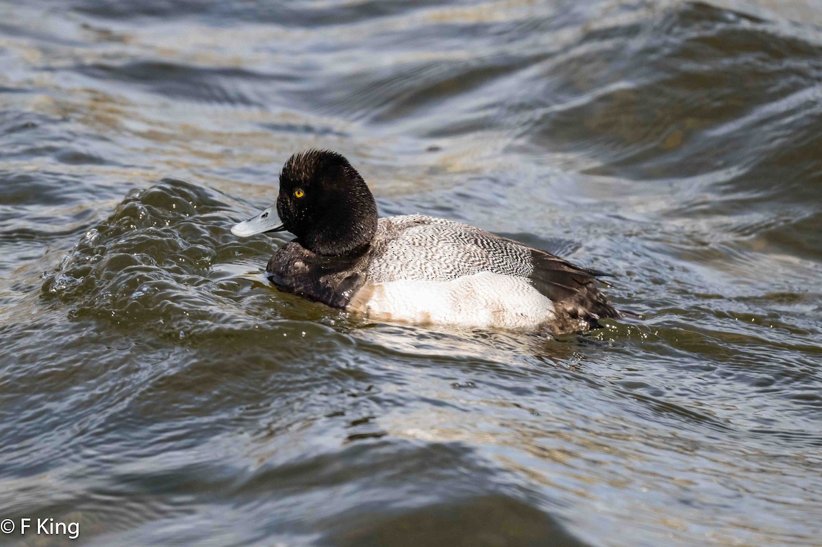 Lesser Scaup - ML616549067