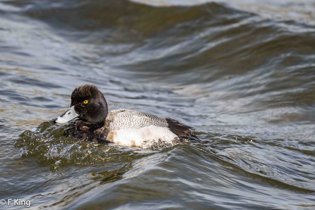 Lesser Scaup - ML616549068